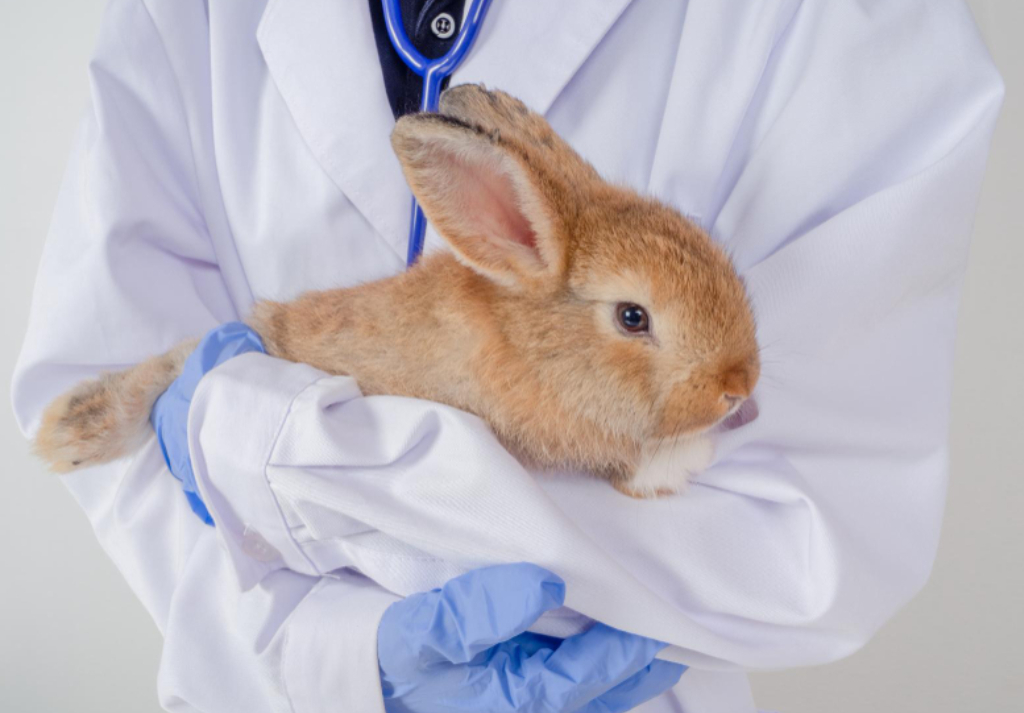 Curso veterinrio designado